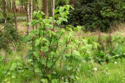 Japanese Knotweed; The dangers for property owners, occupiers and advisors